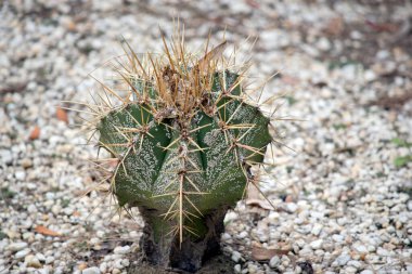 Kaktüs kuru iklimlerde yaşar ve çok fazla su olmadan yaşayabilir.