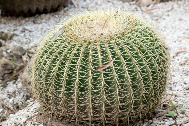 Kaktüsleri diğer sulu bitkilerden ayırt etmek için areoller, bitki kılları ve dikenli tüyleri olan küçük yastık benzeri yapılar ve hemen hemen her türde dikenler veya dikenli kıllar bulunur.
