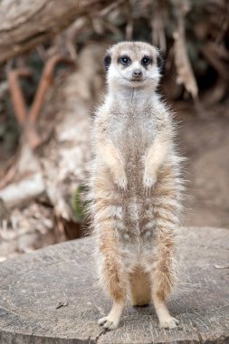 Kat, saldıracak her hayvana karşı nöbet tutuyor.