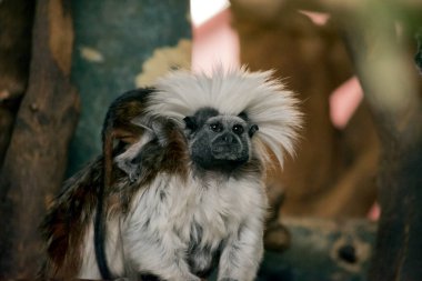 Pamuk başlıklı tamarin, alnından omuzlarına kadar uzanan uzun, beyaz sagittal ibikle kolayca tanınır..