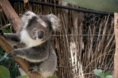 Koala beyaz tüylü kulakları olan gri bir keseli hayvandır. Koalalar keskin pençeleriyle ağaçlara tırmanabilir..