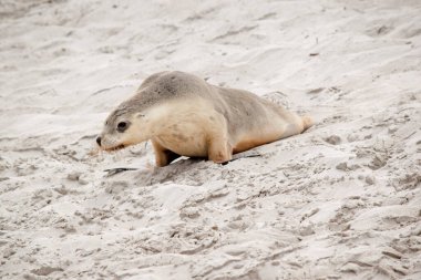 Deniz aslanı yavrusu kumsalda bekliyor. Annesi yiyecek getirecek.