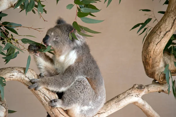this is a side view of a koala eating leaves