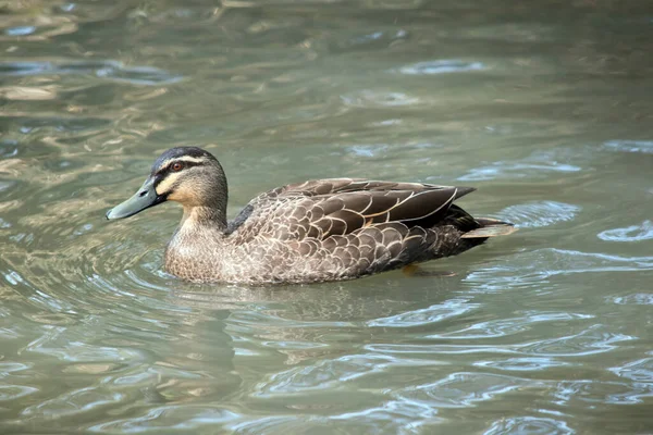 the pacific black duck has a brown and cream body  with a yellow eye and black beak