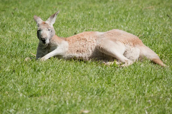 The Red Kangaroo is a large kangaroo with a body length of up to 1.4m and tail up to 1m. Males tend to be orange red in colouring while females are often blue grey