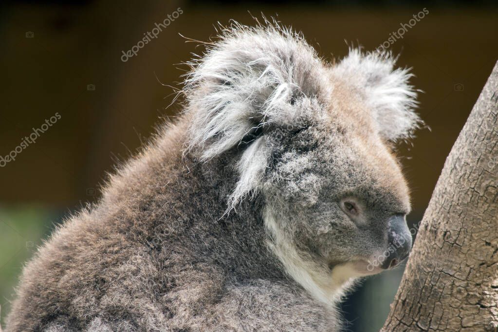Los koalas tienen cabeza redonda grande, grandes orejas peludas y nariz ...