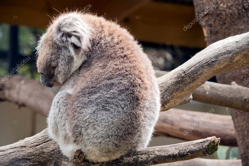 Los koalas tienen cabeza redonda grande, grandes orejas peludas y nariz