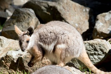 Sarı ayaklı kaya valabisi, gri renkten gri renge, açık renge boyanmış, siyah orta sırt çizgisi baş tacından arkaya doğru uzanır..