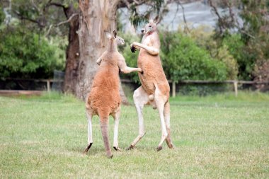 İki erkek kanguru, dişilerle kimin çiftleşeceği konusunda kavga ediyor. Bir kanguru diğerinin karnına yumruk attı.