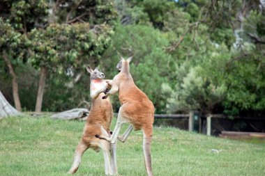 İki erkek kanguru, dişilerle kimin çiftleşeceği konusunda kavga ediyor.
