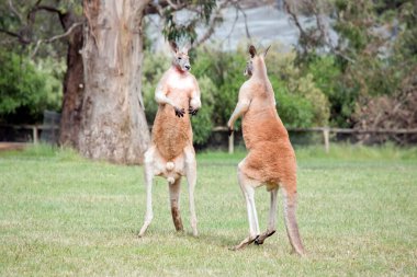 İki erkek kanguru, dişilerle kimin çiftleşeceği konusunda kavga ediyor. Saldırıya geçmeden önce muhaliflerini değerlendiriyorlar.