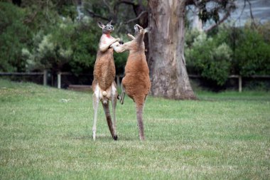 İki erkek kanguru, dişilerle kimin çiftleşeceği konusunda kavga ediyor. Erkek kanguru dengeyi sağlamak için kuyruğunu kullanır.