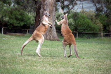 İki erkek kanguru, dişilerle kimin çiftleşeceği konusunda kavga ediyor. Erkek kanguru dengeyi sağlamak için kuyruğunu kullanır.