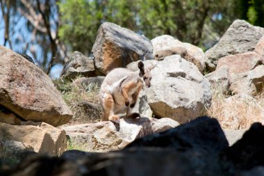 Sarı ayaklı kaya valabisinin gri bir sırtı, bronz bacakları, pençeleri ve beyaz bir göğsü vardır.