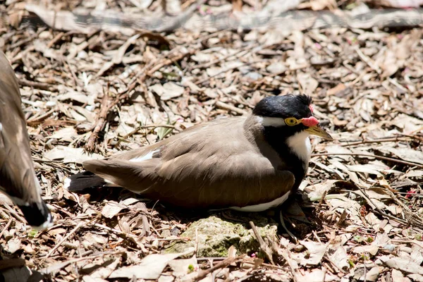 Banded Lapwing Has Redwattle Side Its Nose Has Black Head — Stock Photo, Image