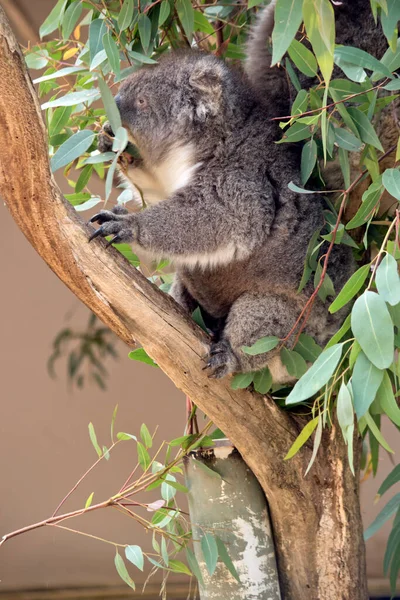 the koala is eating eucalyptus  leaves from a tree, they are marsupials