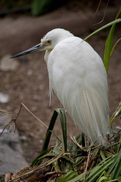 the little egret has all white feathers and a black beak