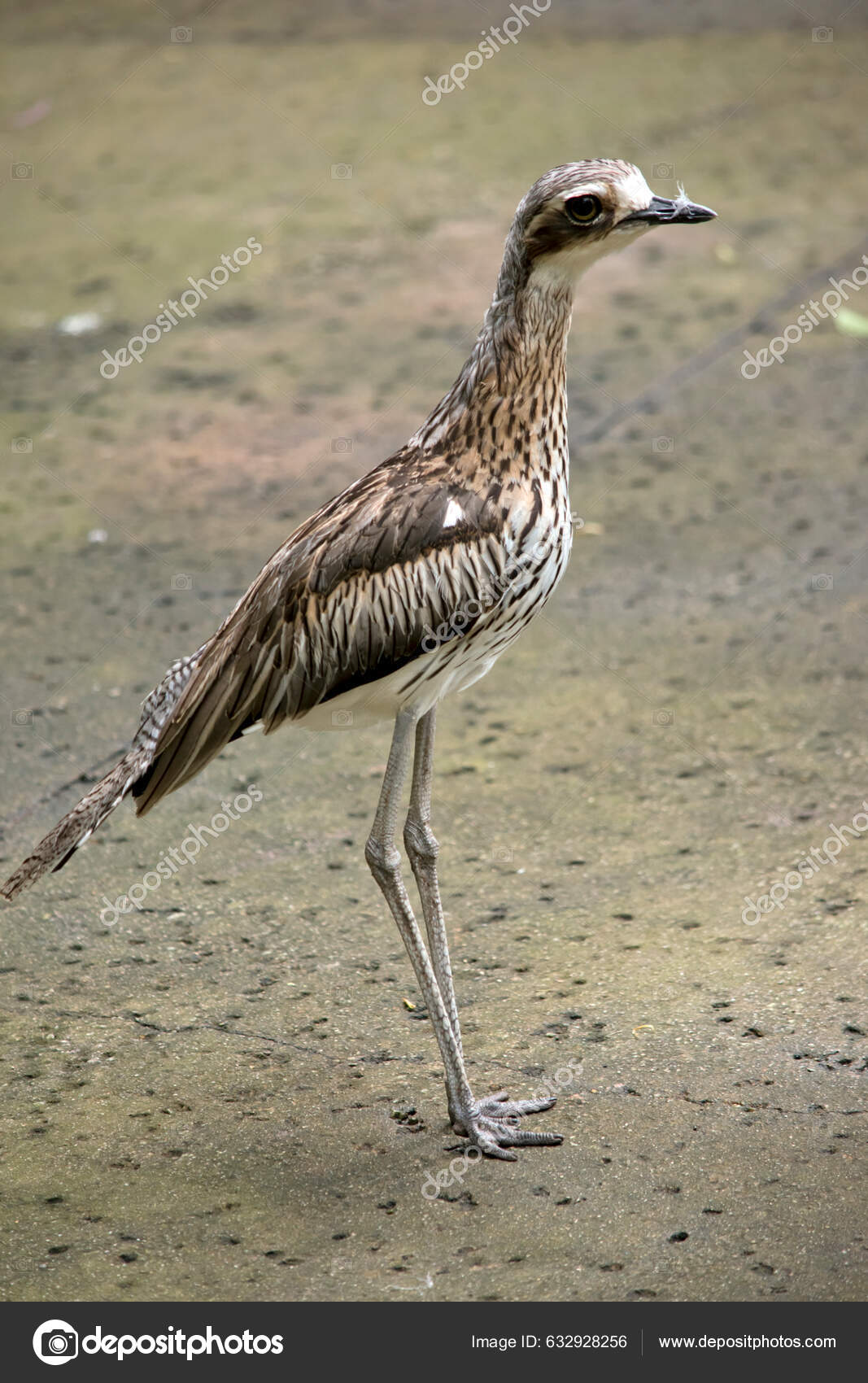 Bush Stone Curlew Bush Thick Kneed Large Ground Dwelling Bird