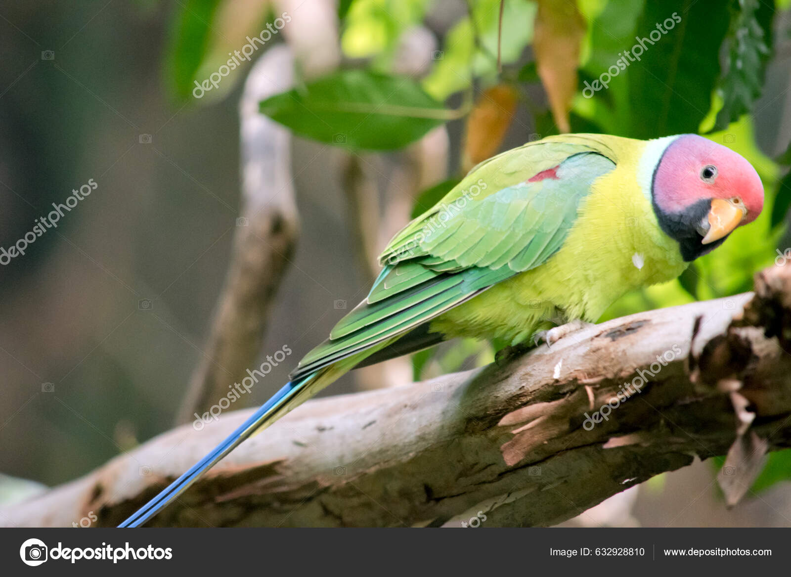 Der Pflaumenkopfsittich Ist Ein Überwiegend Grüner Papagei Lang Und Bis -  Stockfotografie: lizenzfreie Fotos © ozflash 632928810 | Depositphotos