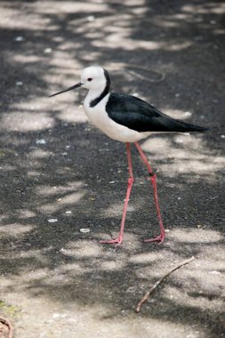 Siyah kanatlı stil. Siyah beyaz bir su kuşu.