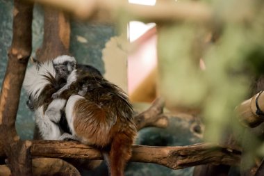 Pamuk başlıklı tamarin, alnından omuzlarına kadar uzanan uzun, beyaz sagittal ibikle kolayca tanınır..