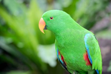 bir erkek eclectus papağanı yakın bu
