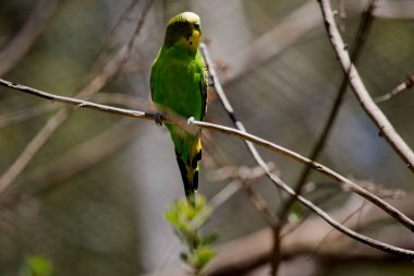 Muhabbet kuşunun sarı bir kafası, yeşil bir vücudu ve kanatlarında siyah bir çizgi vardır..