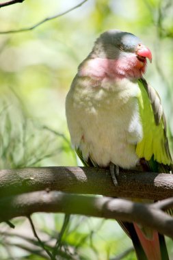 Prenses papağan renkli bir kuştur. Açık mavi bir kafası, pembe çenesi, beyaz göğsü, yeşil kanatları ve turuncu gagası vardır.