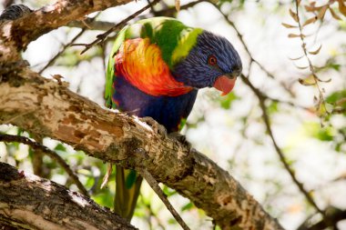 Gökkuşağı lorisi renkli bir kuştur. Mavi bir kafası, turuncu ve sarı göğüs yeşil kanatları vardır.