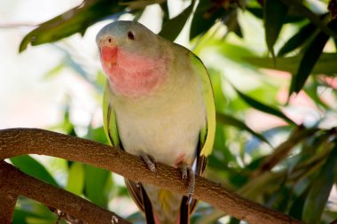 Prenses papağan renkli bir kuştur. Açık mavi bir kafası, pembe çenesi, beyaz göğsü, yeşil kanatları ve turuncu gagası vardır.