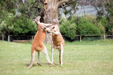 İki erkek kanguru, dişilerle kimin çiftleşeceği konusunda kavga ediyor. Erkek kanguru dengeyi sağlamak için kuyruğunu kullanır.