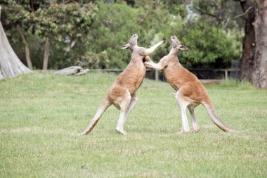 İki erkek kanguru, dişilerle kimin çiftleşeceği konusunda kavga ediyor. Biri gidene kadar savaşırlar.