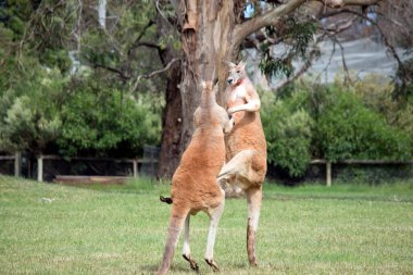 İki erkek kanguru, dişilerle kimin çiftleşeceği konusunda kavga ediyor. Erkek kanguru dengeyi sağlamak için kuyruğunu kullanır.