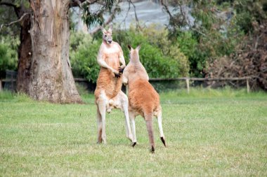 İki erkek kanguru, dişilerle kimin çiftleşeceği konusunda kavga ediyor. Erkek kanguru dengeyi sağlamak için kuyruğunu kullanır.
