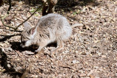 Joey Tammar Wallaby sadece birkaç aylık.