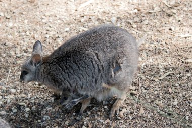 Tammar Wallaby 'nin kesesinde bir Joey var. Kafası ve bacakları dışarı çıkıyor.