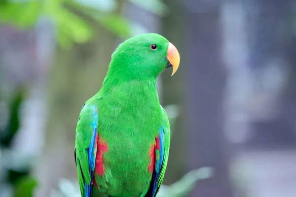 the eclectus parrots is a green parrot