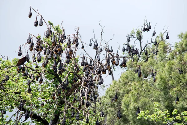 fruit bats have black wings and red furry heads and hang upside down from trees