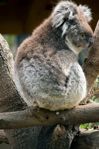 Les Koalas Ont Une Grosse Tête Ronde Grandes Oreilles Poilues Image En Vente