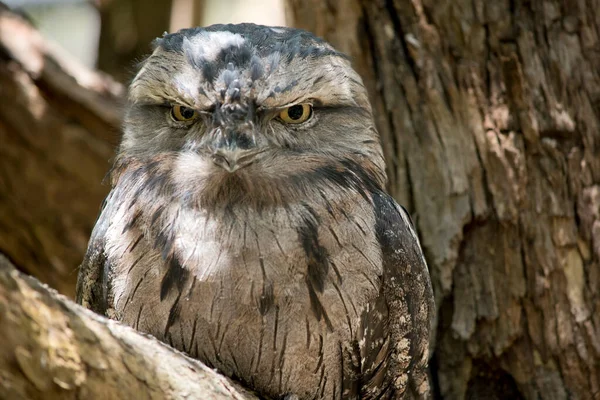 frogmouth owl black eyes