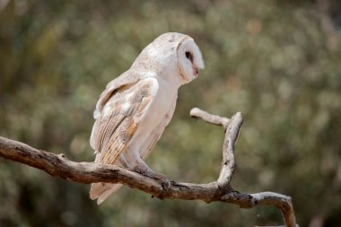 Ahırdaki baykuş orta boylu, soluk renkli, uzun kanatları ve kısa, kare bir kuyruğu olan bir baykuştur. Kalp şeklinde beyaz bir yüzü var.