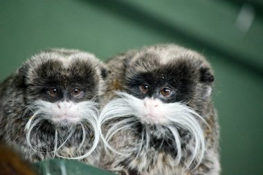 İmparator Tamarin 'in açık kahverengi gövdeli beyaz bıyıkları ve benekli siyah beyaz göğüsleri var.