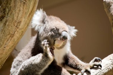 Koalanın gri ten rengi bir vücudu, beyaz bir göğsü ve kulakları ve büyük siyah bir burnu vardır.