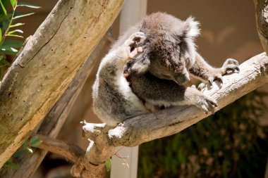 Koalanın gri ten rengi bir vücudu, beyaz bir göğsü ve kulakları ve büyük siyah bir burnu vardır.