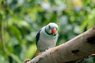 Bu bir ağaca tünemiş. Bir ördek kuşunun yakın çekimi. 