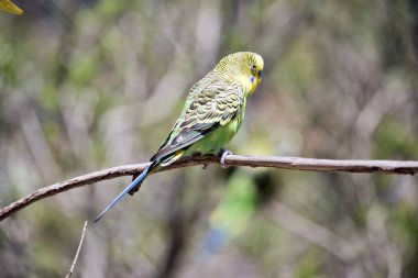 Prakeet 'in yeşil bir gövdesi ve sarı bir kafası vardır. Kanatları siyah ve sarıdır..