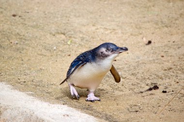 Peri penguen kumun üzerinde yürüyor
