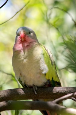 Prenses papağan renkli bir kuştur. Açık mavi bir kafası, pembe çenesi, beyaz göğsü, yeşil kanatları ve turuncu gagası vardır.