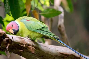 Erik başlı papağan çoğunlukla yeşil bir papağandır, 33 cm uzunluğunda ve 22 cm 'ye kadar kuyruğu vardır. Erkeğin tacı, ensesi ve yanakları mor maviye çalan kırmızı bir kafası vardır.