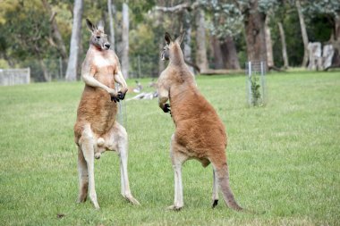 İki erkek kırmızı kanguru çetenin baskın konumu için savaşıyor.